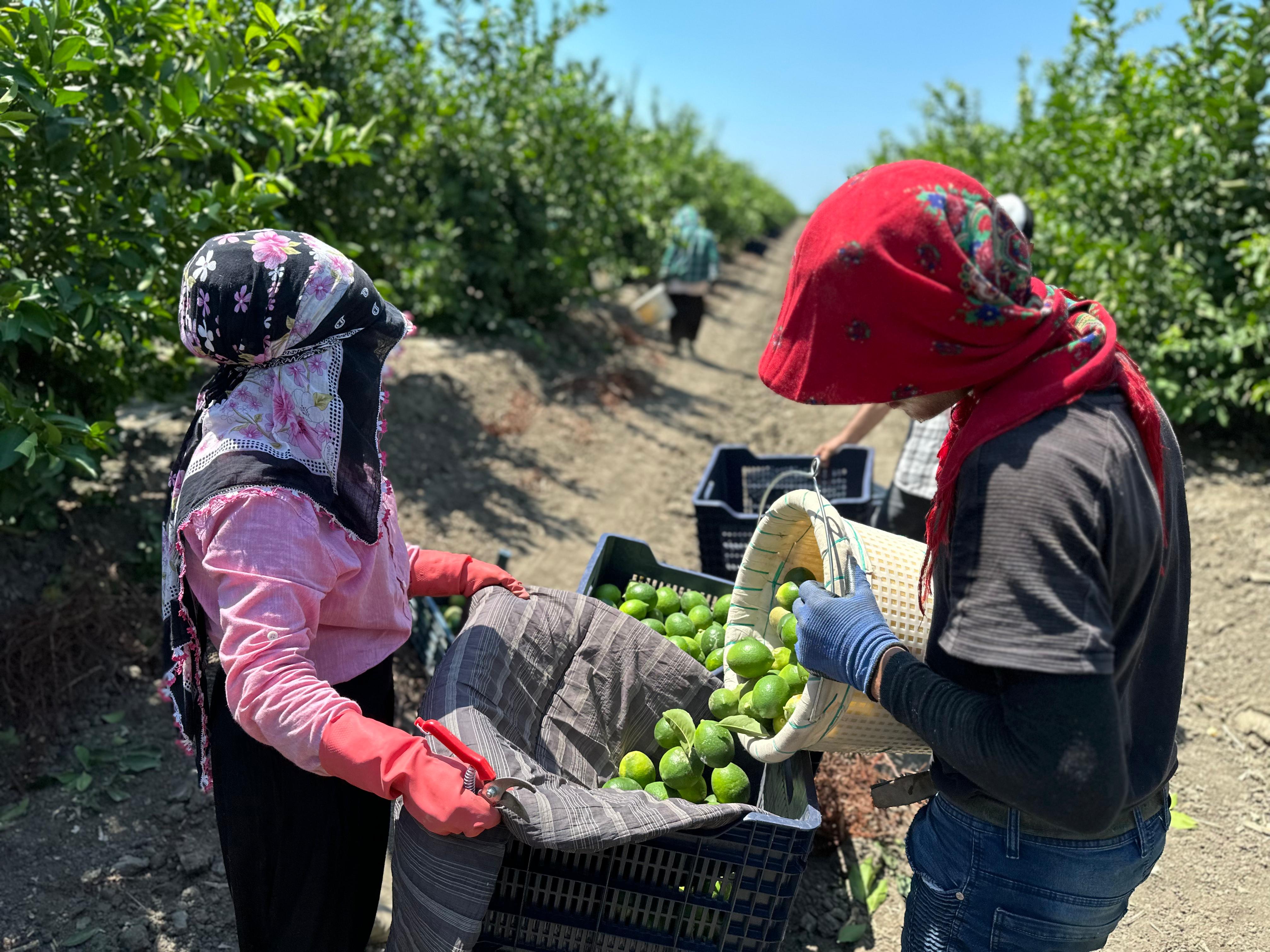 Adana'da Limon Hasadı Başladı: Rekolte ve Fiyatlar