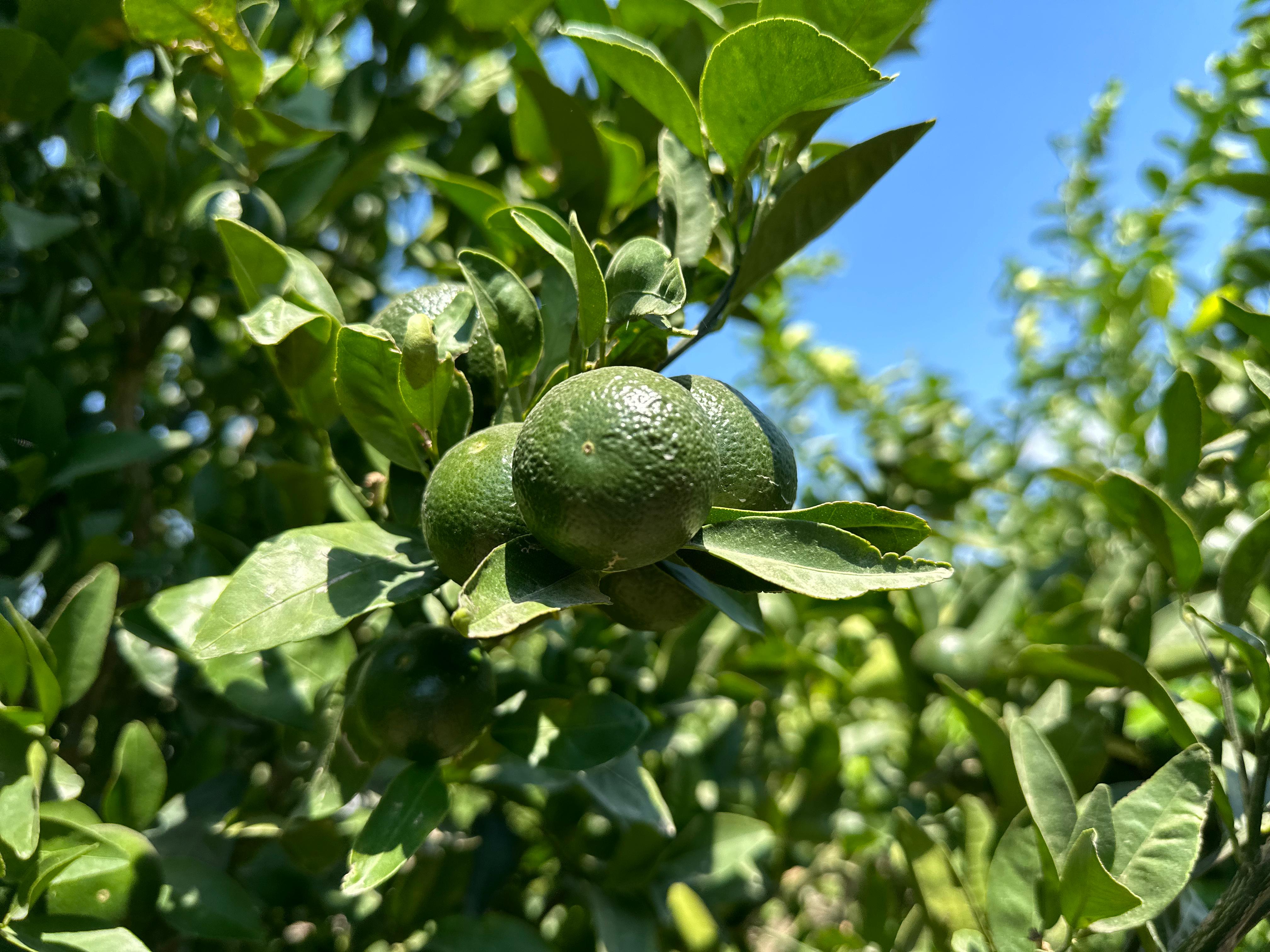 Adana'da Limon Hasadı Başladı: Rekolte ve Fiyatlar