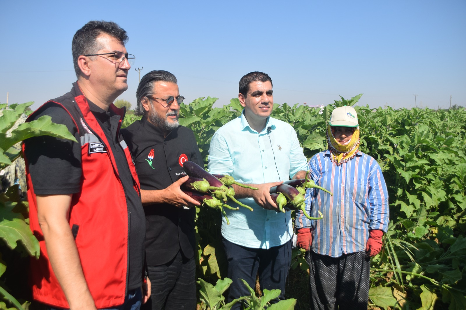 Birecik Patlıcanı Hasadı Başladı