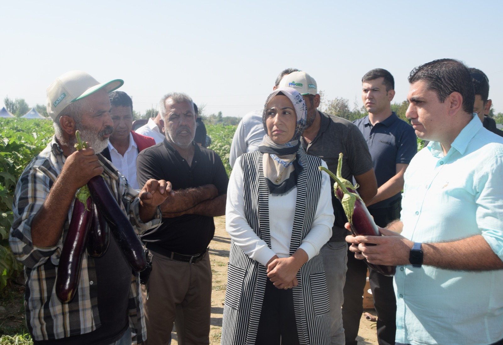 Birecik Patlıcanı Hasadı Başladı