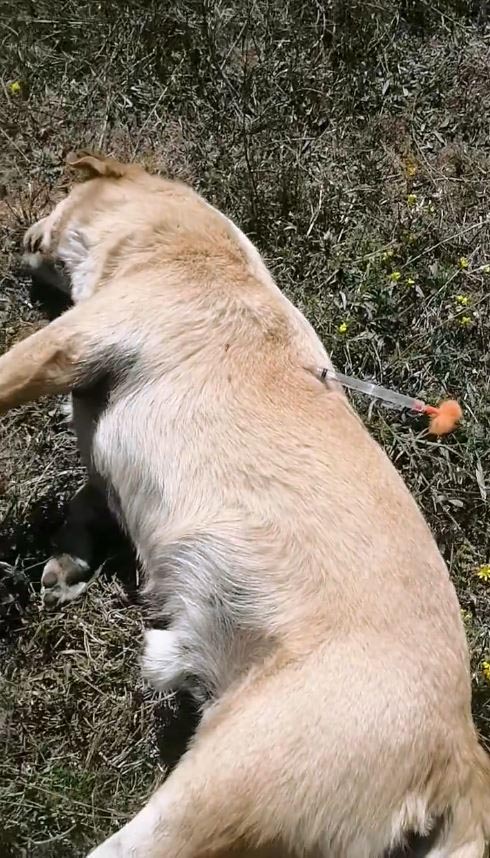 Bolu'da Şok Olay: İğneyle Uyutulmuş Köpekler Bulundu