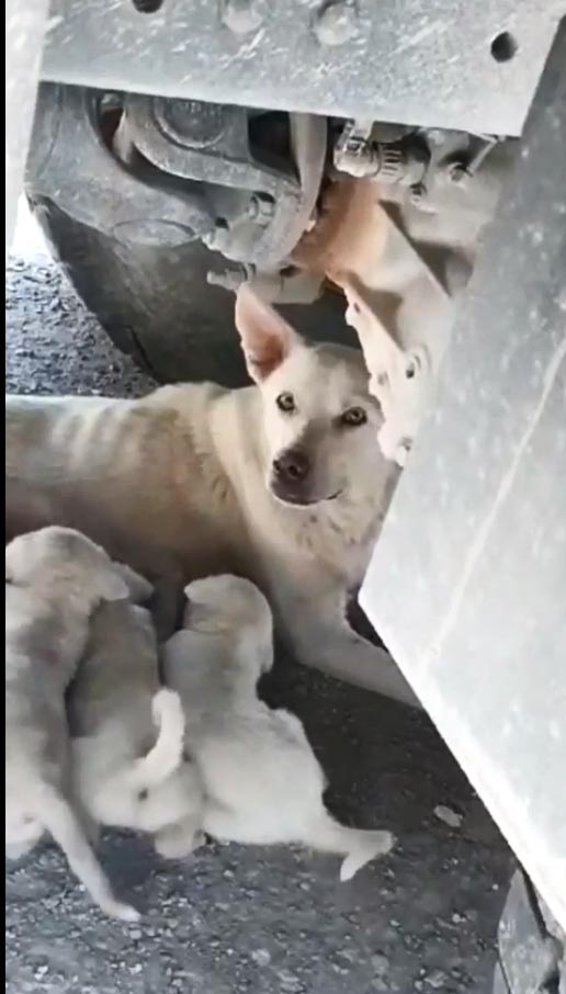 Yavru Köpekler için Görev Başında Bir İyi Kalpli İşçi