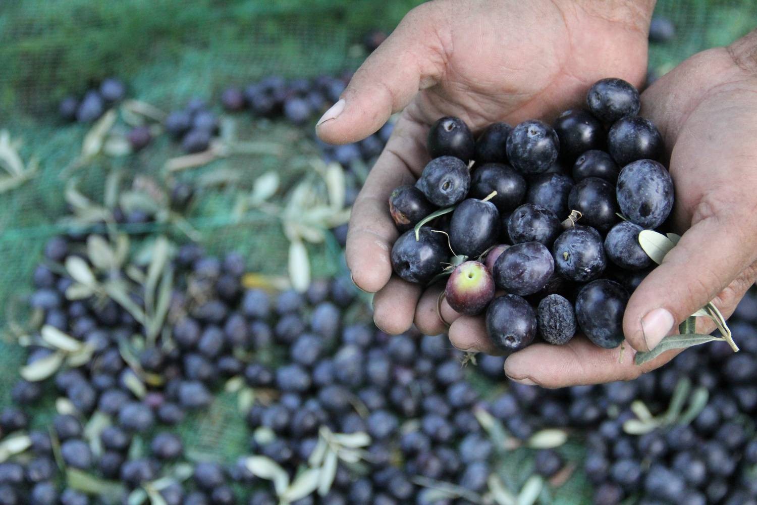 Ege Bölgesi'nin Sofralık Zeytin İhracatı