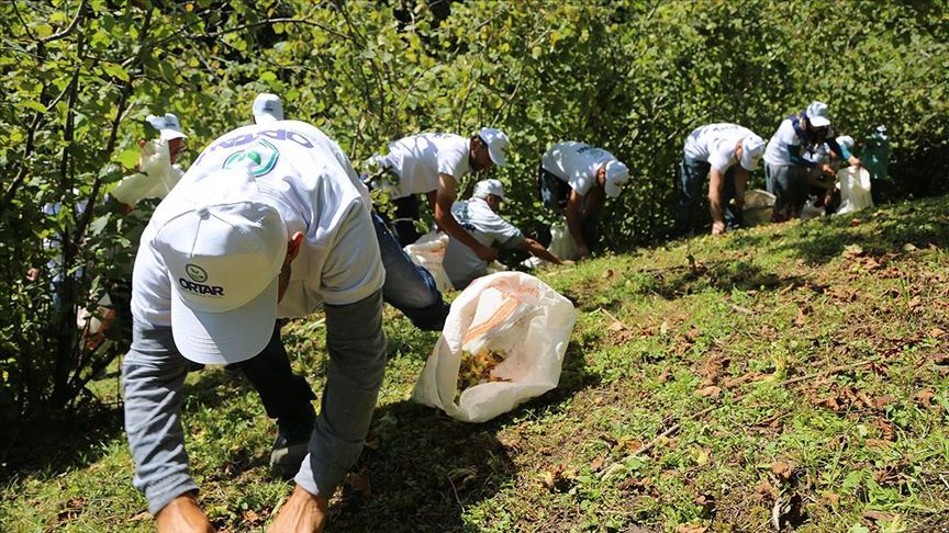 Fındık Hasadı Karadeniz'de Başladı