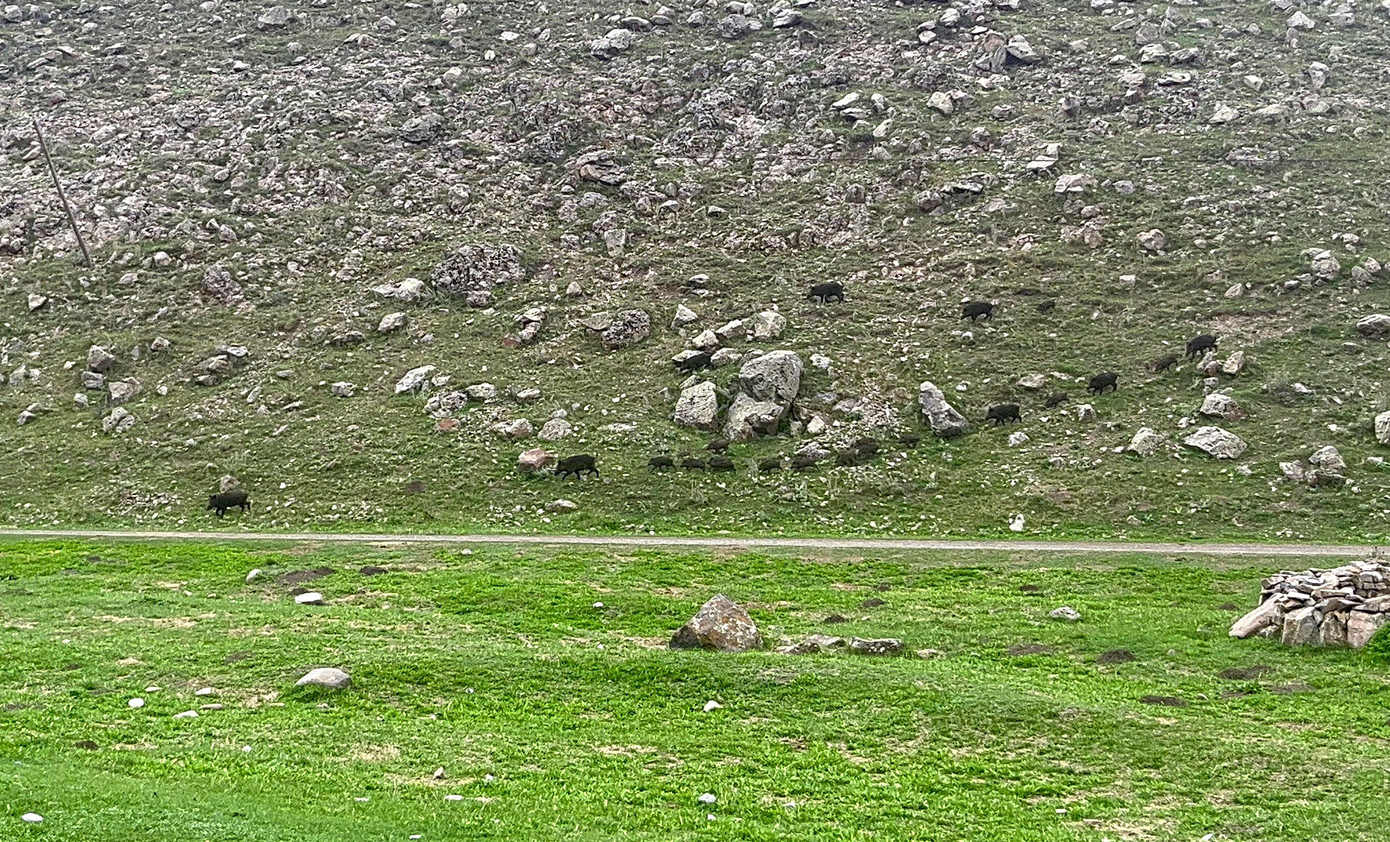 Sarıkamış'ta Yaban Hayatı Zenginliği