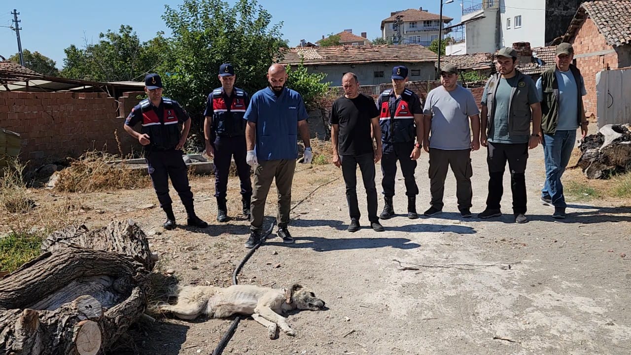 Amasya'da Köpeğe Eziyet Eden Şahıs Gözaltına Alındı