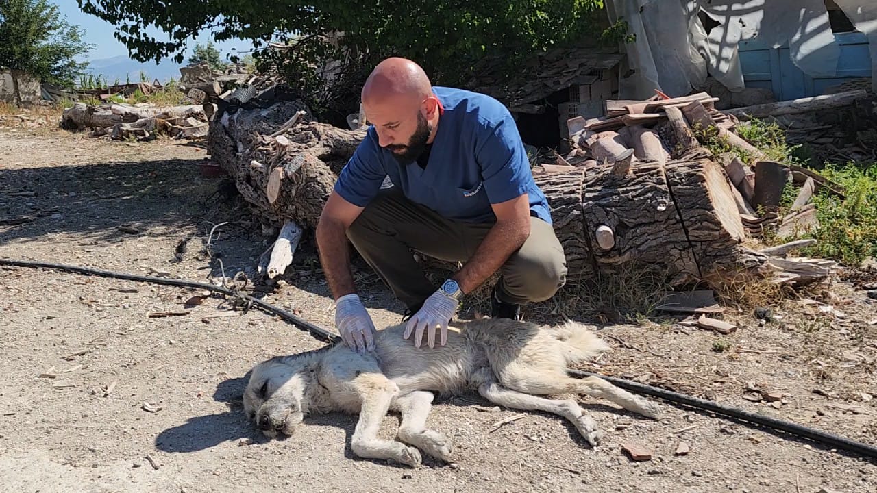 Amasya'da Köpeğe Eziyet Eden Şahıs Gözaltına Alındı