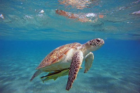 Datça'da Ölü Deniz Kaplumbağası Bulundu