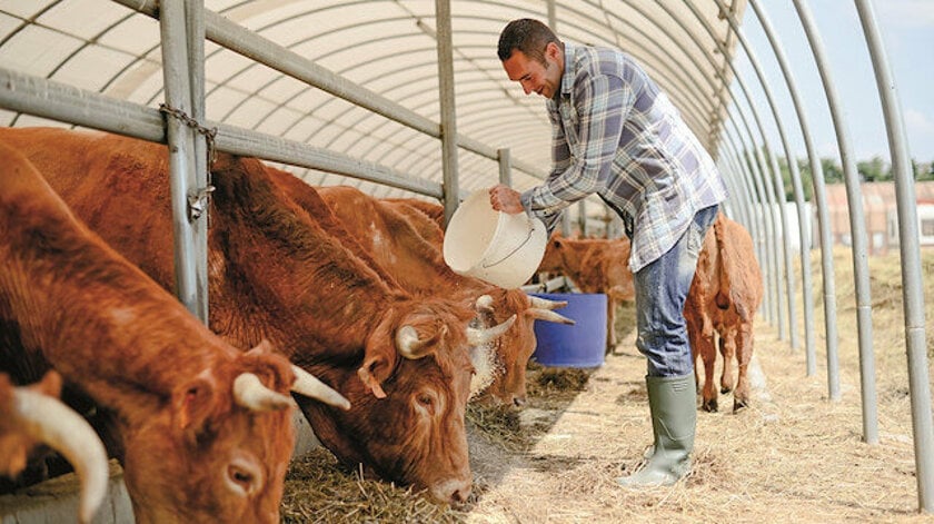 Hayvancılıkta Yeni Destek Dönemi Başlıyor