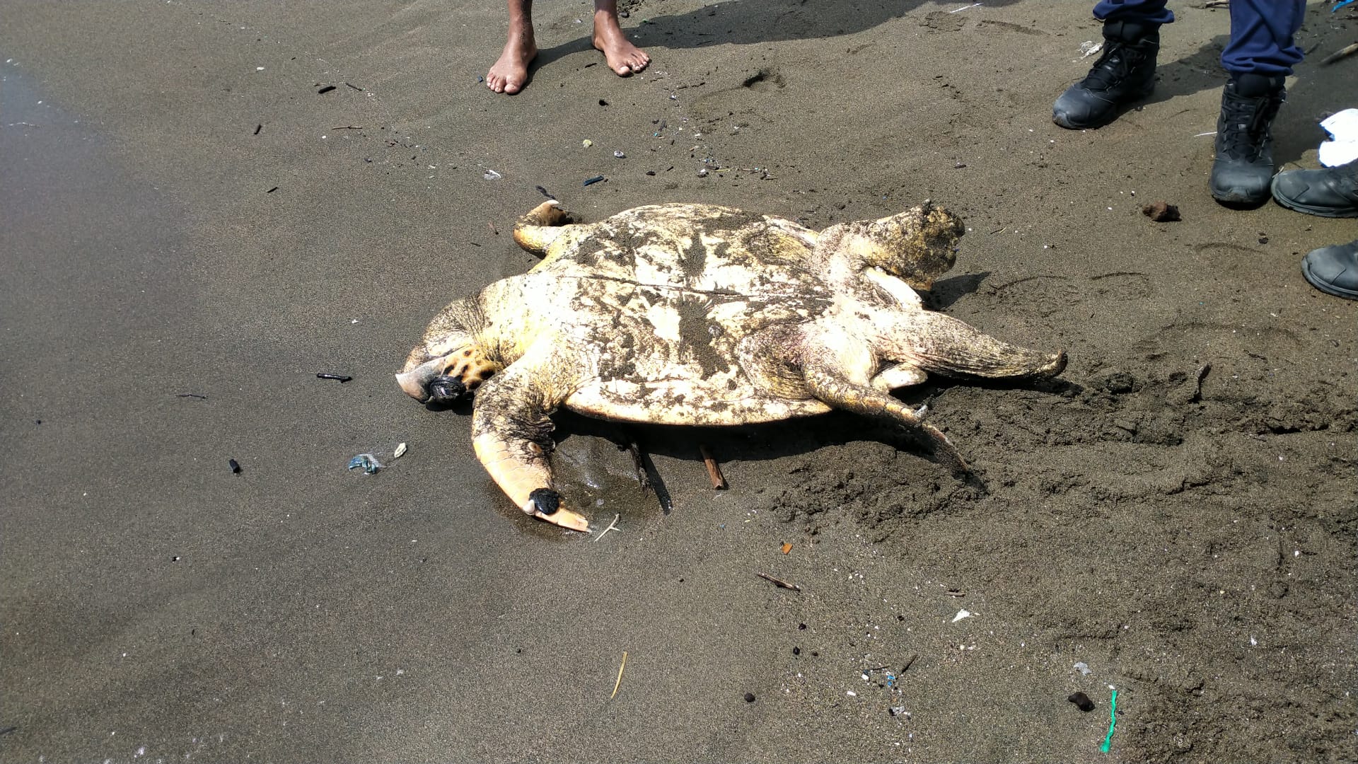 Yaralı Caretta Caretta Kurtarıldı ve Tedavi İçin Teslim Edildi