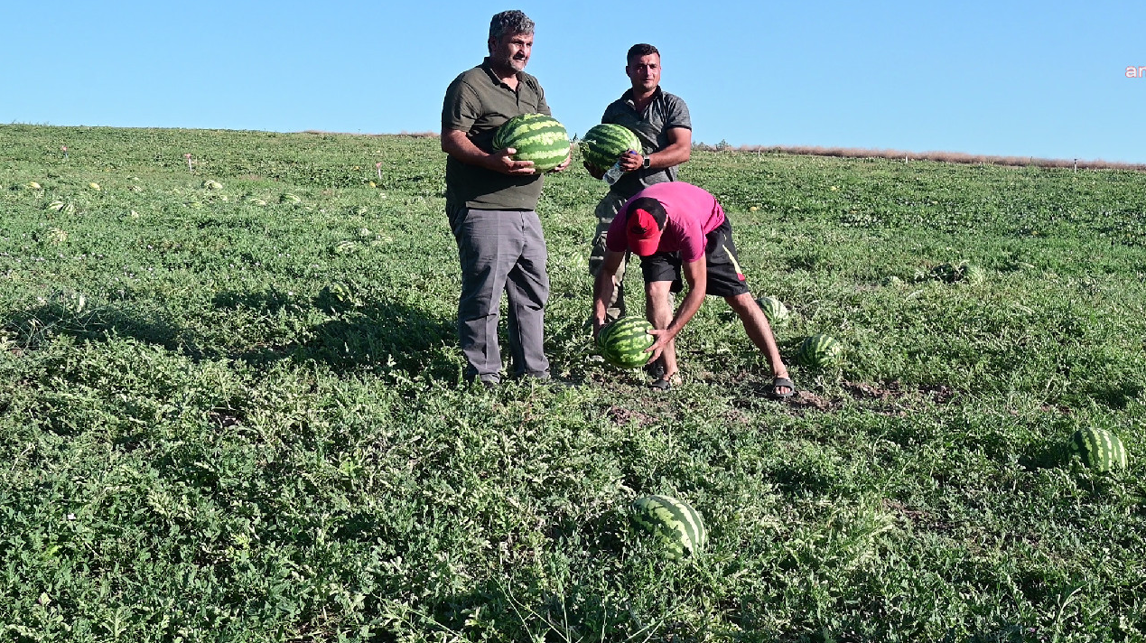 Yozgat'ta Kavun ve Karpuz Hasadı: Üreticiler Girdi Maliyetlerinden Şikayetçi