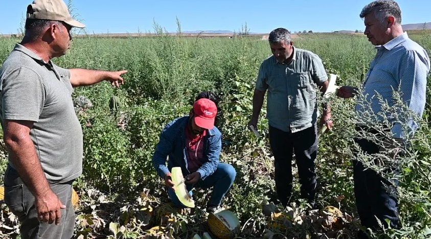 Yozgat'ta Kavun ve Karpuz Hasadı: Çiftçilerin Girdi Maliyetleri ve Sorunları