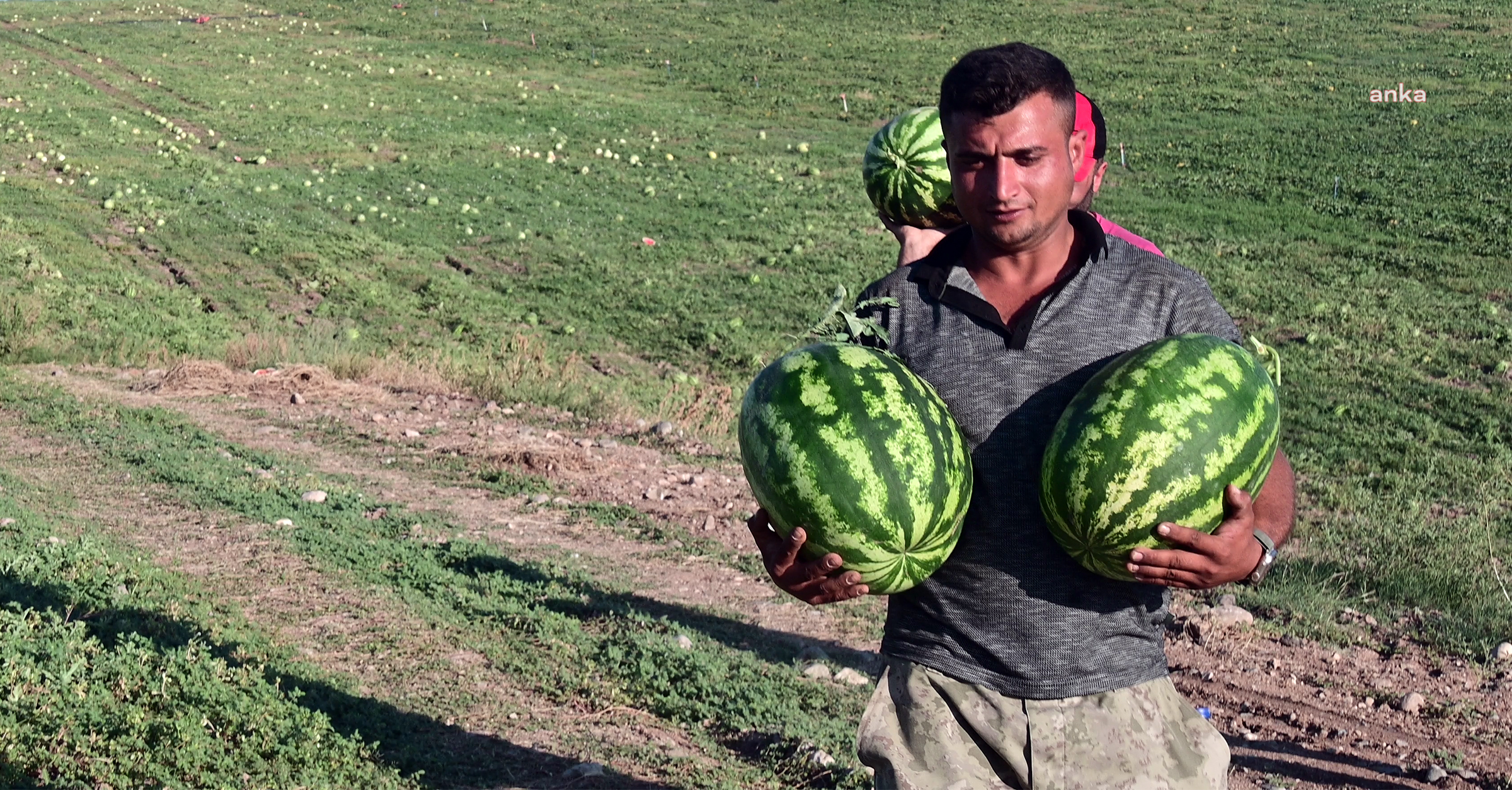 Yozgat'ta Kavun ve Karpuz Hasadı: Çiftçilerin Girdi Maliyetleri ve Sorunları