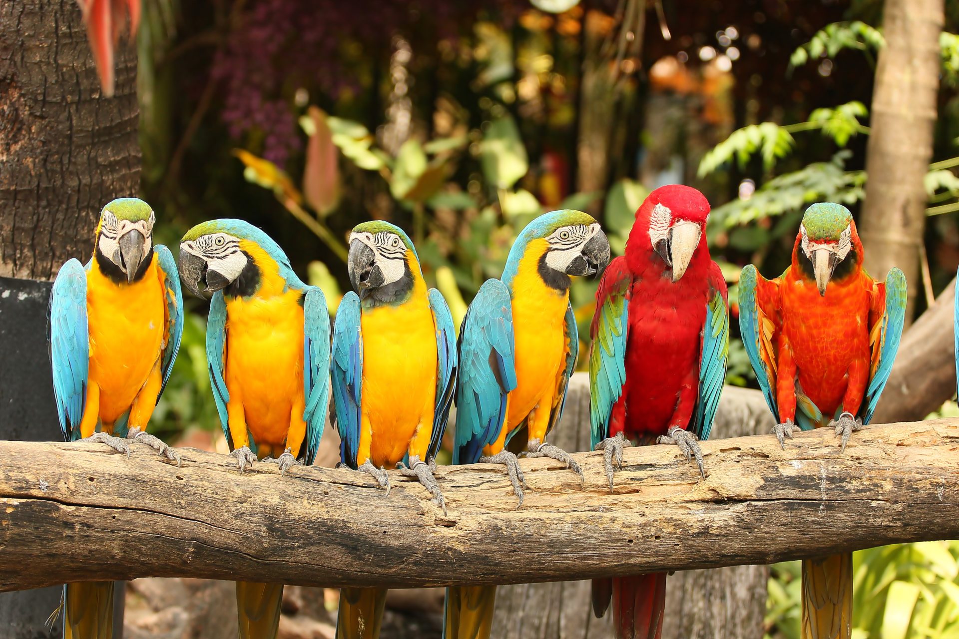 Hayvanat bahçesinin rengarenk papağanları kış aylarında da yaz koşullarında yaşıyor