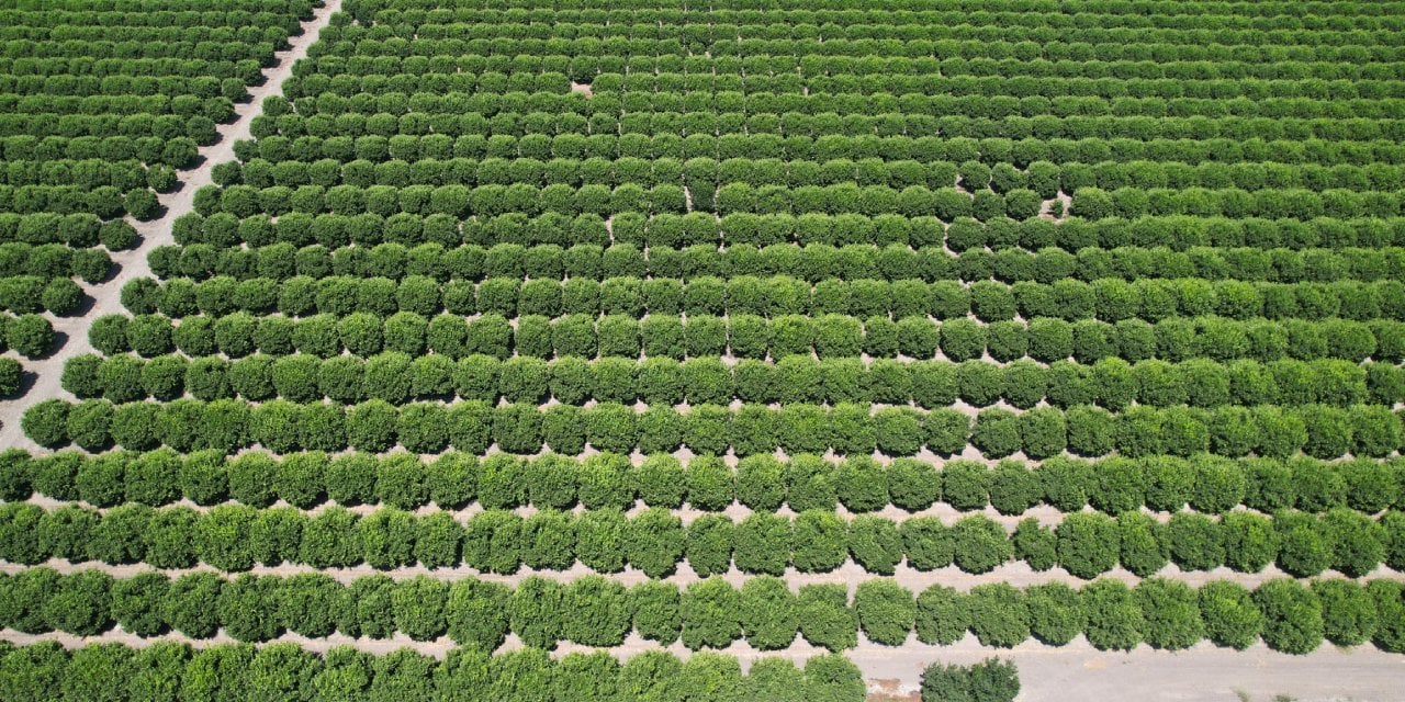 Adana'da Limon Hasadı Başladı: Rekolte ve Fiyatlar