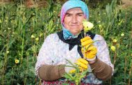 Bamya Fiyatları ve Enflasyon Üzerine Açıklamalar