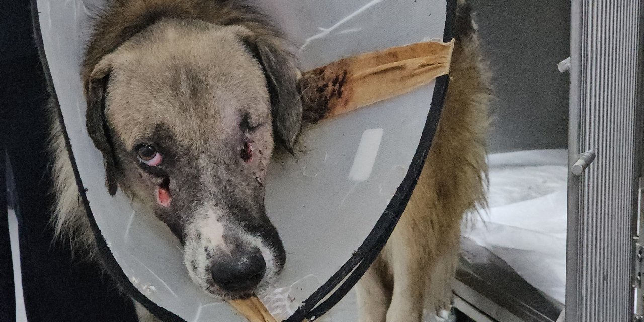 Bartın'da Sokak Köpeğine Yapılan Zulüm ve Hande Yener'in Desteği