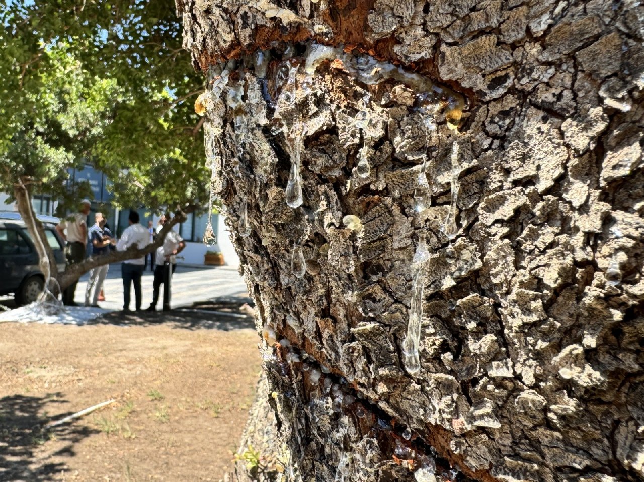 Çeşme Damla Sakızı Üretim Hedefleri ve Sağlık Faydaları