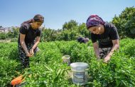 Diyarbakır'ın Lezzetleri ve Doğal Güzellikleri