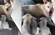 Düzce'de Duyarlı İşçi, Yavru Köpekleri Korudu