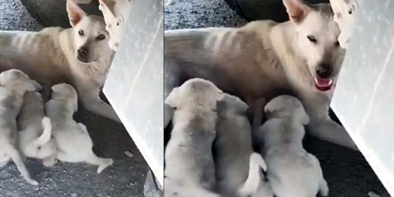 Düzce'de Duyarlı İşçi, Yavru Köpekleri Korudu