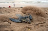 Enez'de Caretta Caretta Yuva Alanı Koruma Altına Alındı