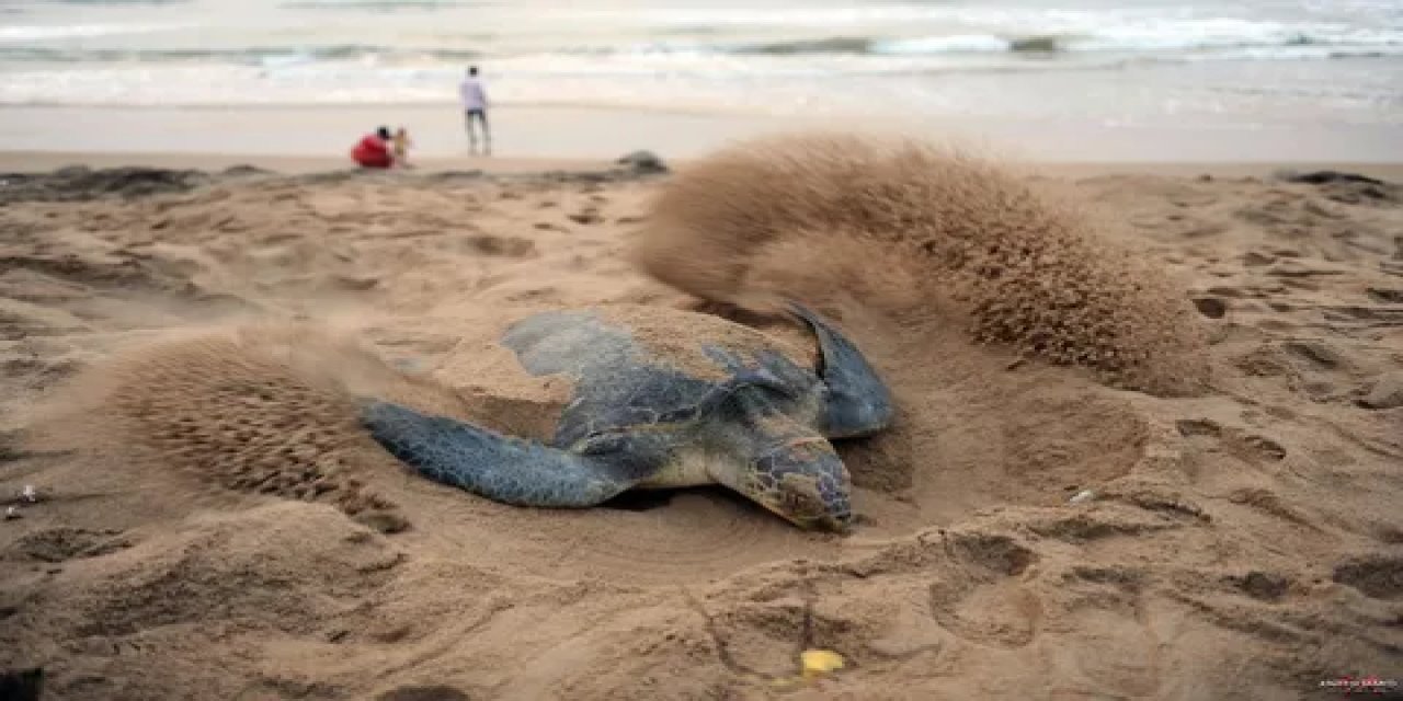 Enez'de Caretta Caretta Yuva Alanı Koruma Altına Alındı