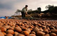 Fındık Hasadı Karadeniz'de Başladı