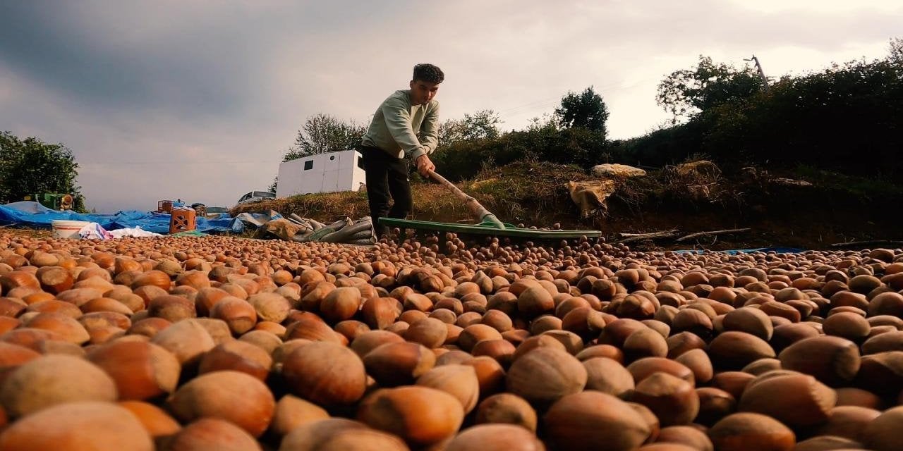 Fındık Hasadı Karadeniz'de Başladı