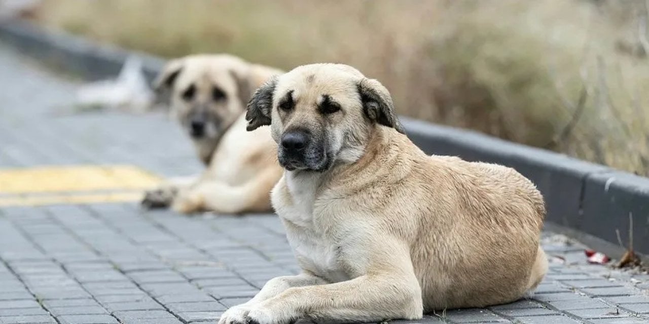 Happy Paws Puppy Rescue Türkiye'deki Sokak Köpeklerine Destek Projesi