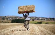 Hububat Fiyatlarındaki Son Değişiklikler