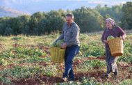 Karahallı Kavunu Hasat Dönemi Devam Ediyor