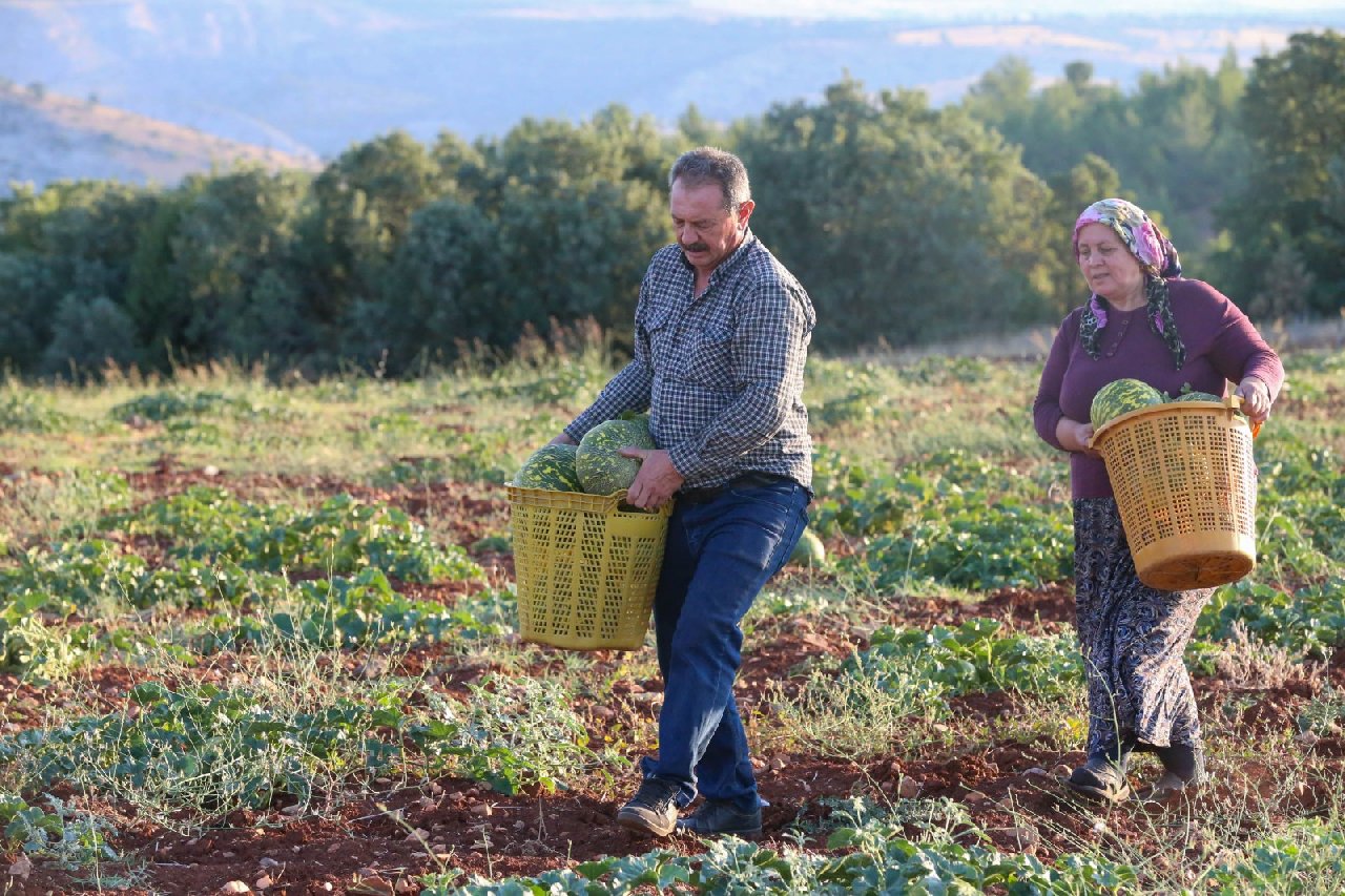 Karahallı Kavunu Hasat Dönemi Devam Ediyor