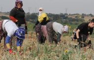 Karamuk Meyvesi: Toplama, Faydaları ve Kullanım Alanları