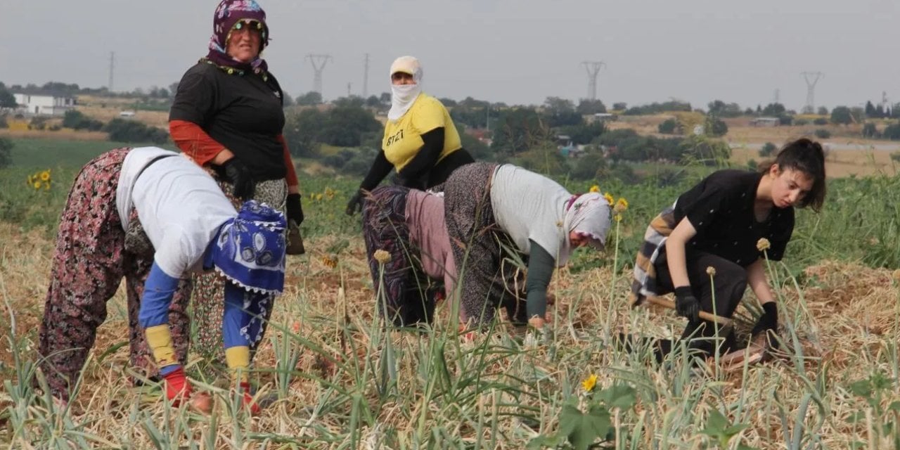 Karamuk Meyvesi: Toplama, Faydaları ve Kullanım Alanları