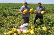 Kavun ve Karpuz Hasadı: Çiftçilerin Mücadelesi ve Vatandaşların Dayanışması