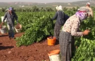 Kilis'te Horoz Karası Üzüm Hasadı ve Fiyat Beklentileri