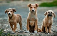 Köpek Katliamına Tepkiler ve Hayvan Hakları İçin Yeni Girişimler