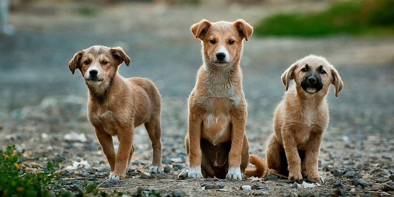 Köpek Katliamına Tepkiler ve Hayvan Hakları İçin Yeni Girişimler