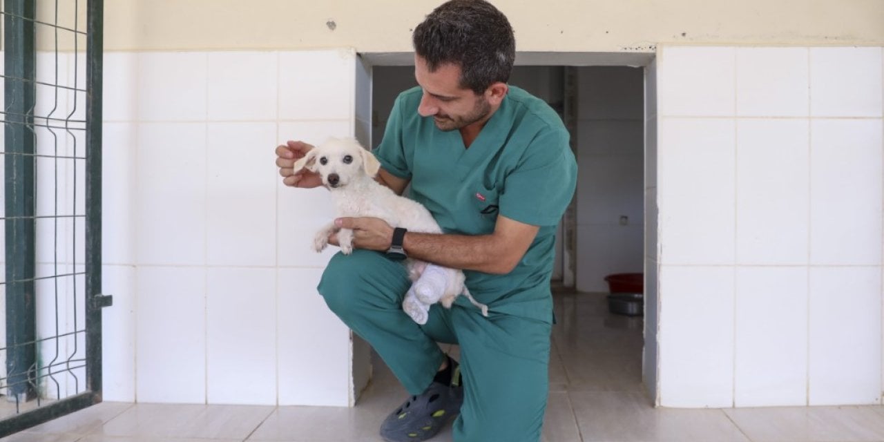 Mersin'de Yaralı Terrier Cinsi Köpek Kurtarıldı