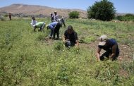 Savur'da Kişniş Üretimi: Gızbara'nın Önemi ve Verim Artışı