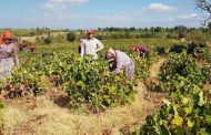 TARİŞ Üzüm Birliği'nden Erken Alım Fiyatı Açıklaması