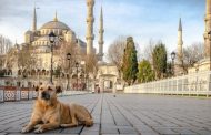 Üstün Dökmen'den Köpek Katliamına Dikkat Çekme