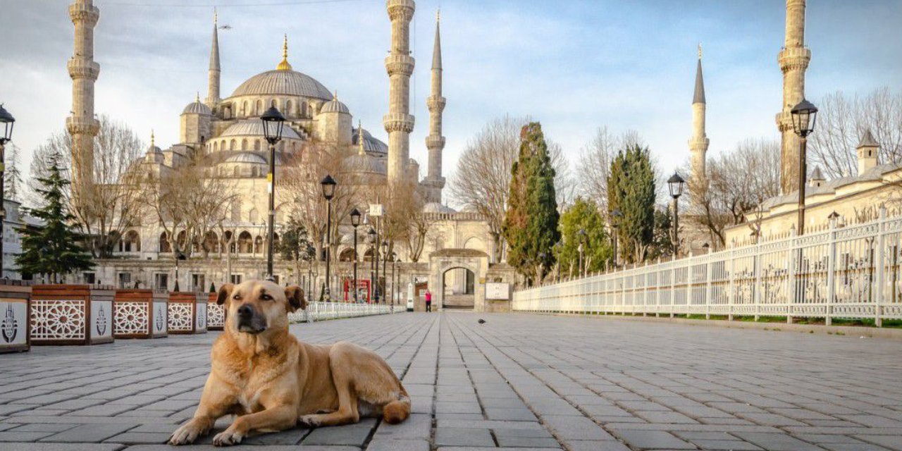 Üstün Dökmen'den Köpek Katliamına Dikkat Çekme