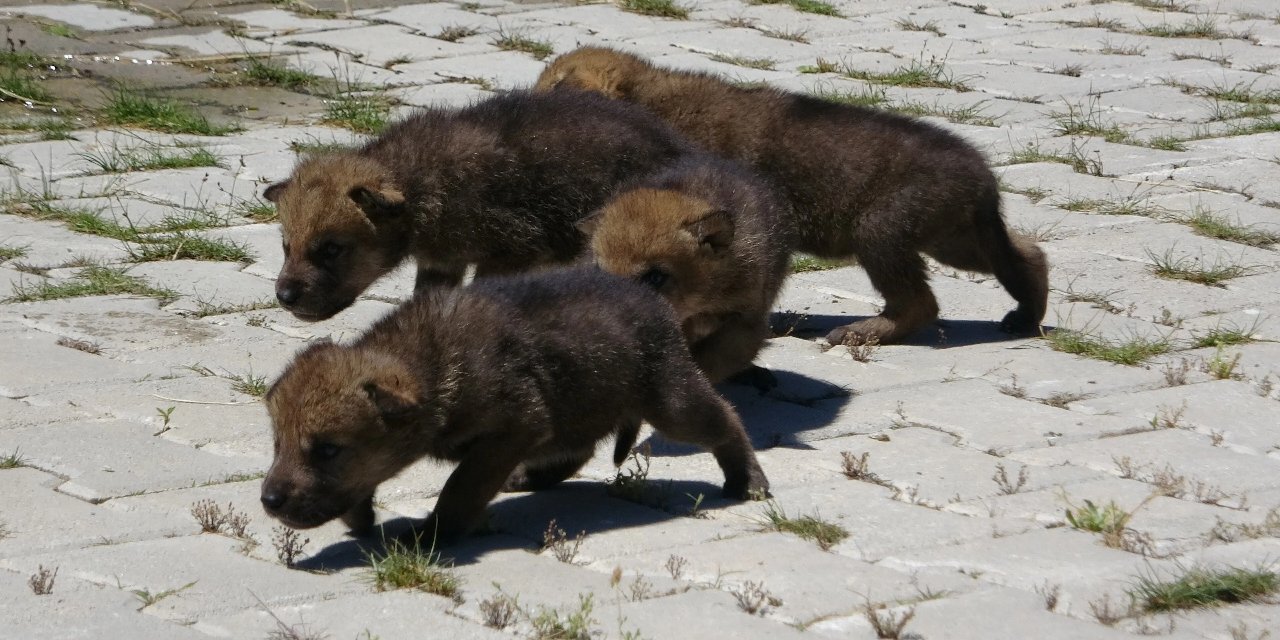 Van'da Kurt Yavrularına Yönelik Tepkiler ve Koruma Önlemleri