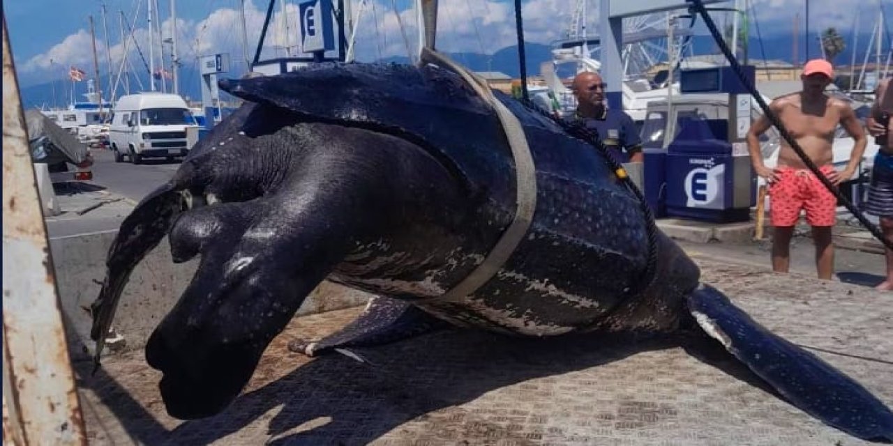 Viareggio Açıklarında Devasa Deri Sırtlı Deniz Kaplumbağası Bulundu