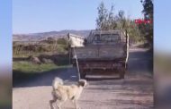 Amasya'da Kamyonetin Arkasında Sürüklenen Köpek Skandalı