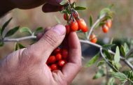 Bilecik'te Goji Berry Üretimi Başarıyla Başladı