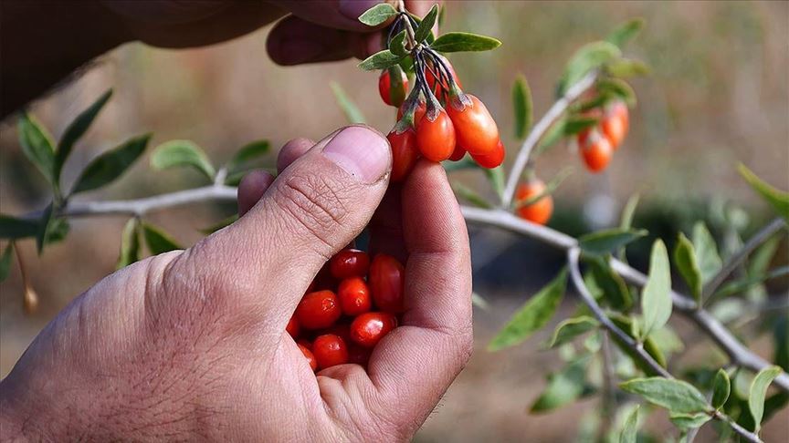 Bilecik'te Goji Berry Üretimi Başarıyla Başladı