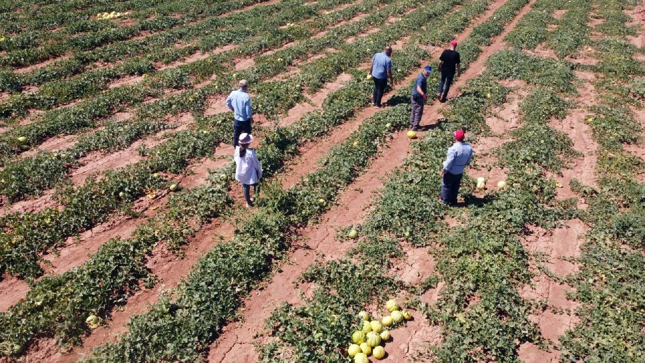 Çankırı'nın Eşsiz On Dilim Kavunu: Lezzet ve Sağlık